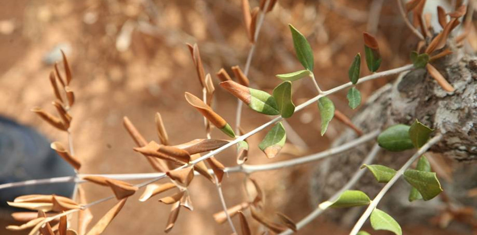 Ηλεία: Φυτοϋγειονομική ενημέρωση για τον οργανισμό καραντίνας Xylella fastidiosa (Ξυλέλλα)