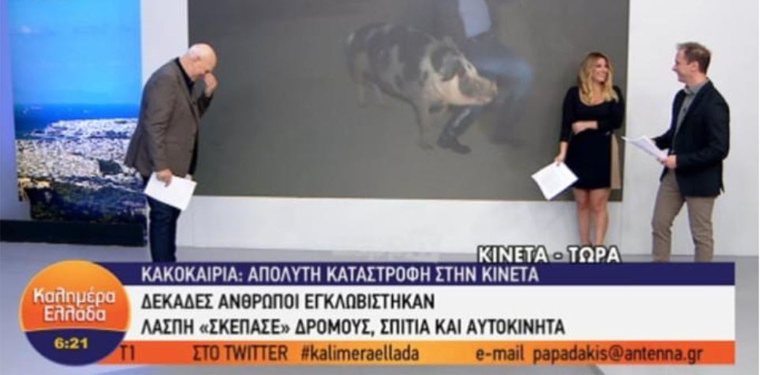 Γουρούνι δάγκωσε ρεπόρτερ του Παπαδάκη on air - Ούρλιαζε ο δημοσιογράφος