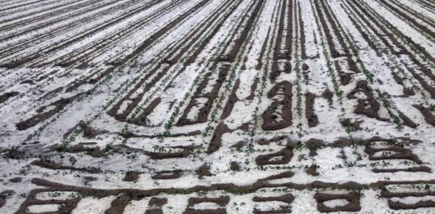 Καβάλα: Ολική καταστροφή σε καλλιέργειες από το χαλάζι - Σε απόγνωση οι αγρότες (photos)