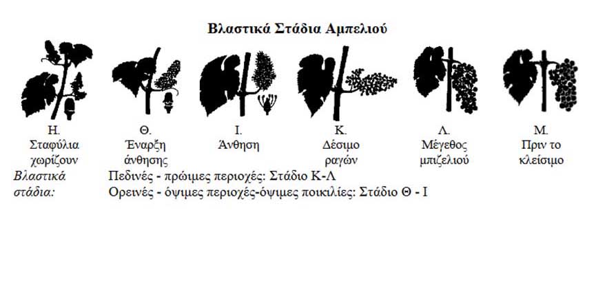 evdemida pettas