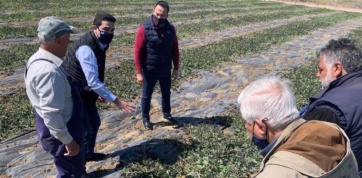Κατρίνης: Σε αδιέξοδο οι αγρότες της Ηλείας- Άμεσες διαδικασίες για να δοθούν αποζημιώσεις από τον παγετό