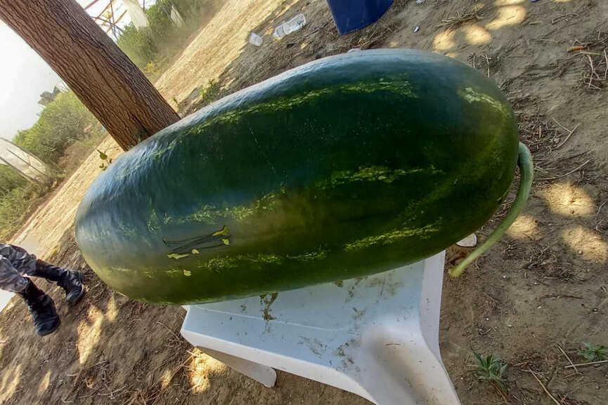 karpouzi 2