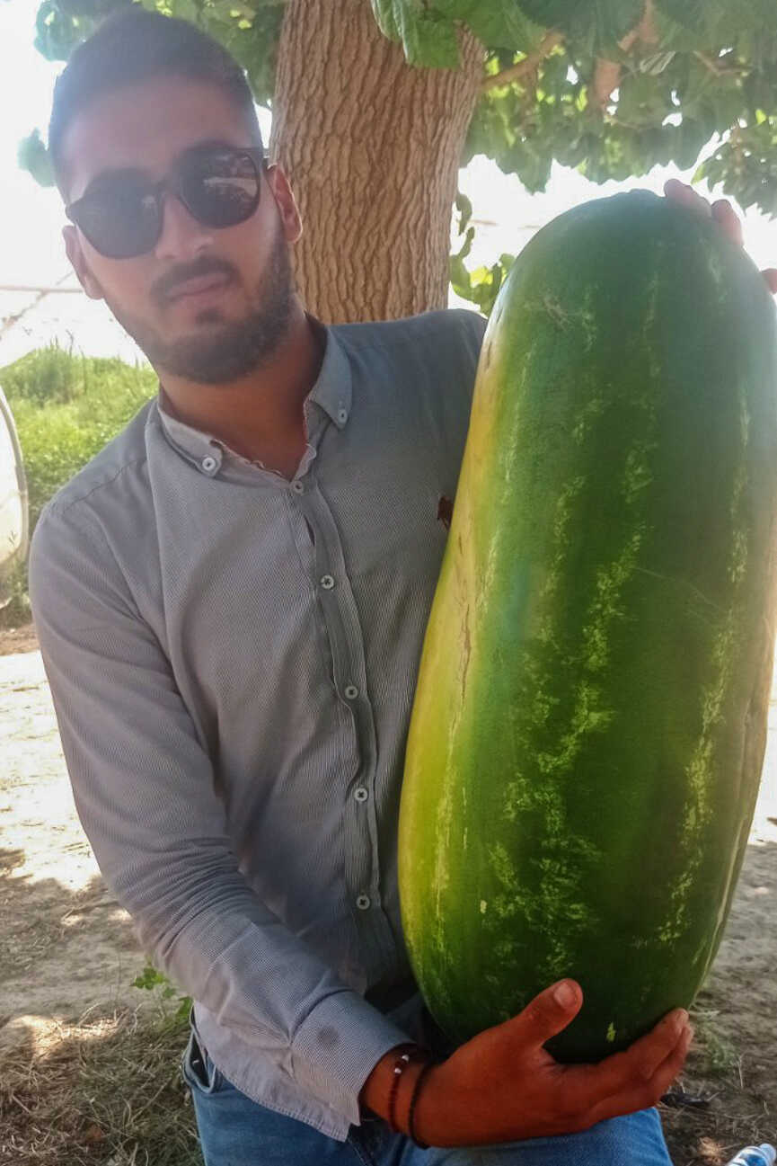 karpouzi 3