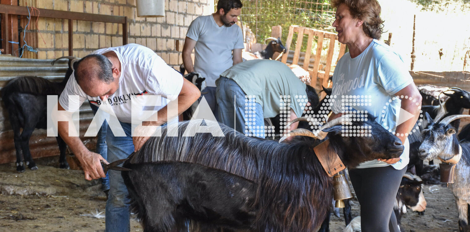 Κακοτάρι Ηλείας: Ο κούρος της γίδας… η γιορτή του κοπαδιού
