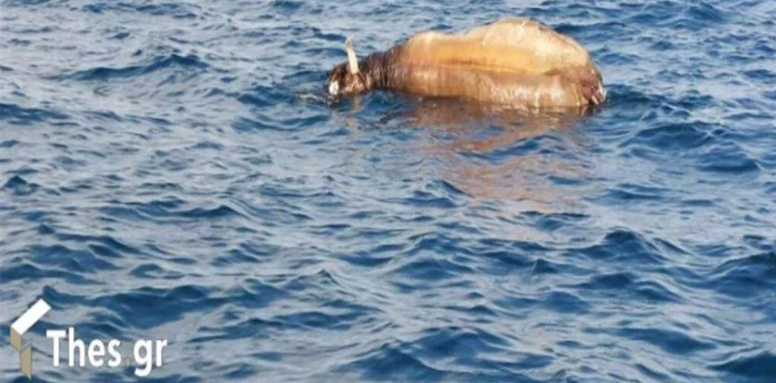 Αποτρόπαιο θέαμα στη Θεσσαλονίκη: Νεκρή αγελάδα επιπλέει στον Θερμαϊκό