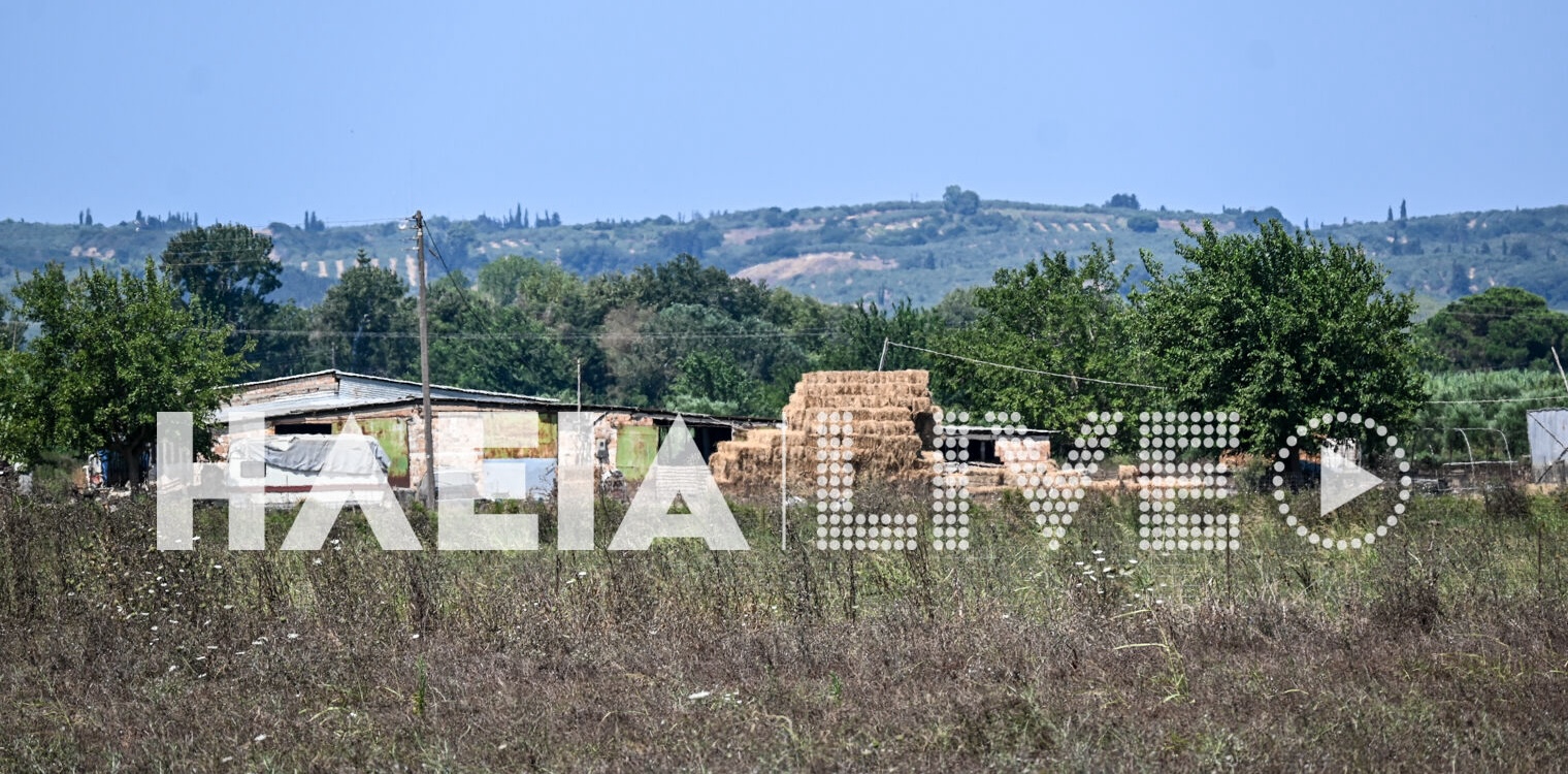 Ηλεία: Σε ισχύ το σχέδιο έκτακτης ανάγκης για την πανώλη - Σήμερα η θανάτωση των προσβεβλημένων ζώων από τον ιό