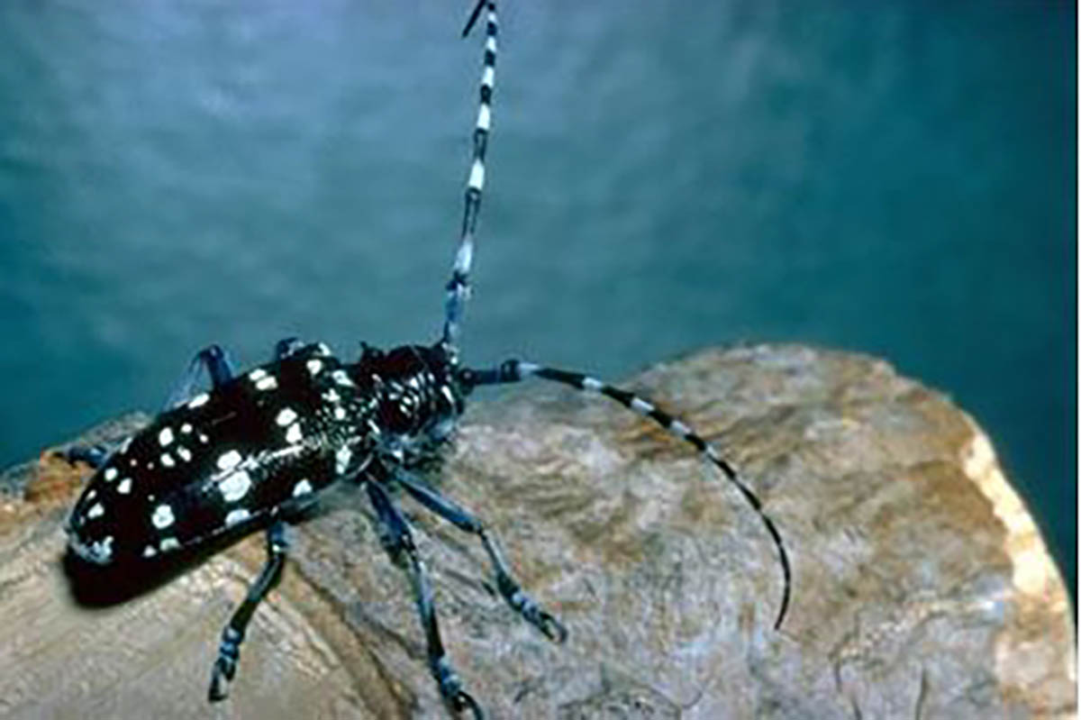 dt Anoplophora chinensis