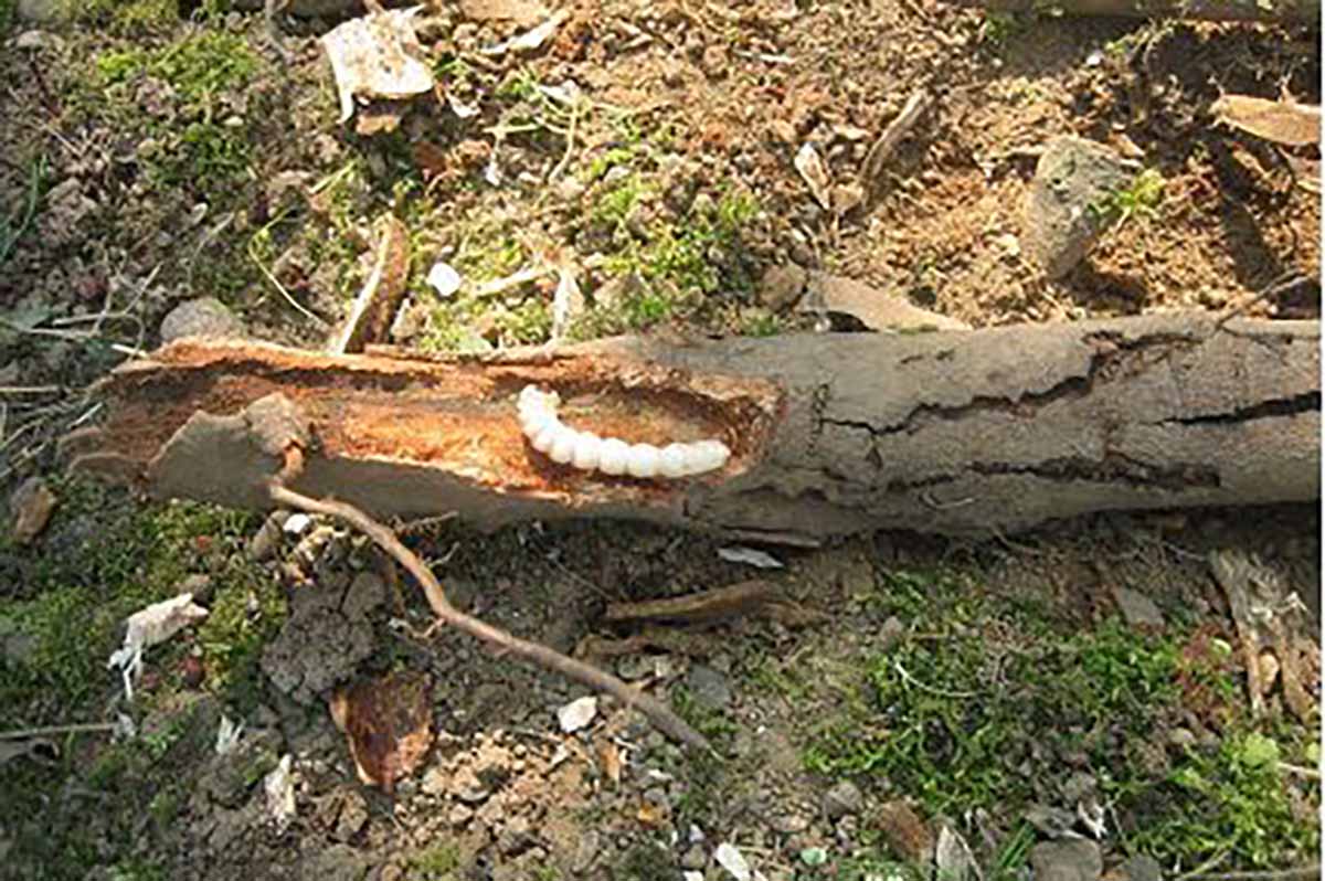dt Anoplophora chinensis 2