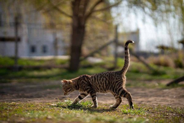 Τι θα συμβεί αν η γάτα σας φάει μια σαύρα- Από τι κινδυνεύει