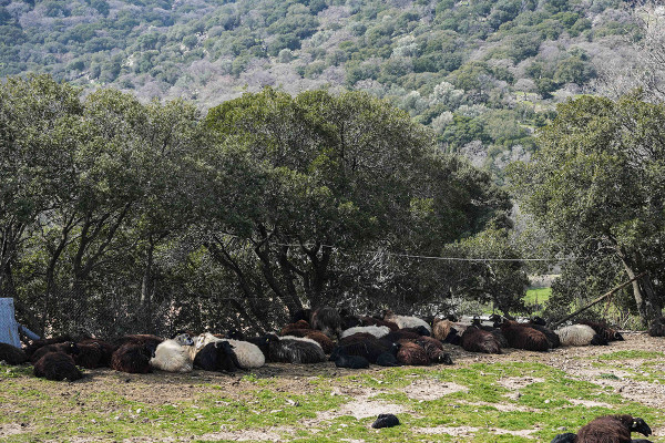 Αφθώδης πυρετός στη Λέσβο: Προανάκριση για τις ανεξέλεγκτες ταφές ζώων