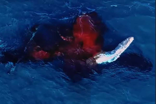 Σπάνιο βίντεο από drone: Η στιγμή που μεγάπτερη φάλαινα γεννά