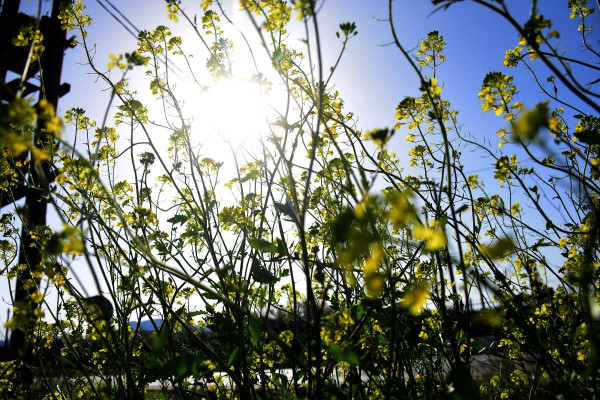 Καιρός: Αίθριος σχεδόν σε όλη τη χώρα - Υποχωρεί η σκόνη και οι ισχυροί βοριάδες