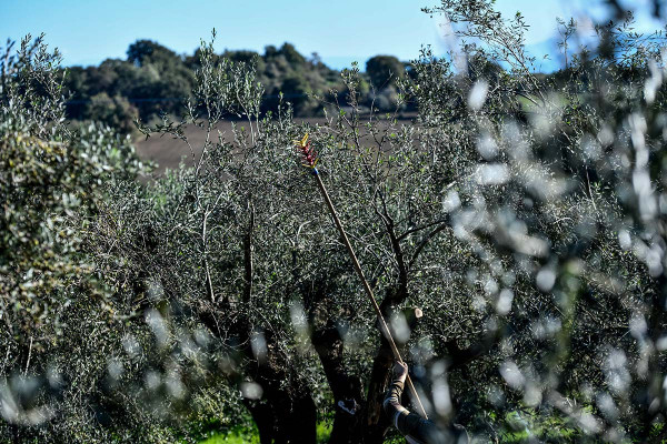 Ισπανία: Βάζουν 5.150 φωτοβολταϊκά πάνω από ελαιώνα χωρίς να κόψουν ούτε ένα δέντρο