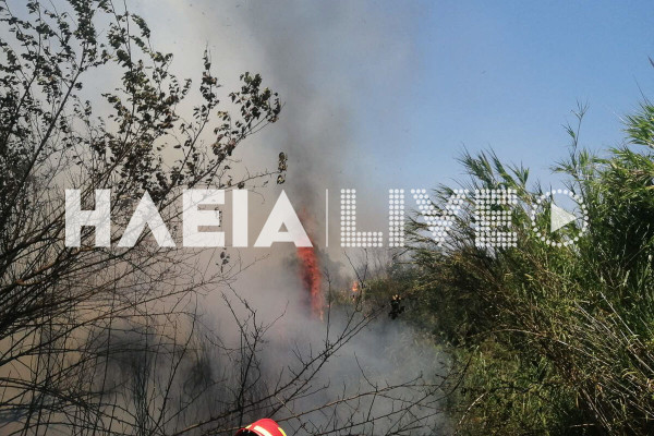 Τραγανό Πηνειού: Πυρκαγιά κατέκαψε έκταση με καλάμια, βάτα και ξερά χόρτα