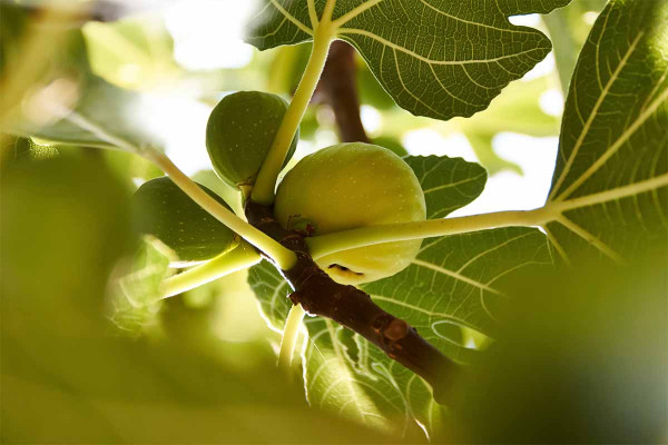 ΣΥΚΙΚΗ: Ανακοίνωσε χθες τιμές, μεγαλύτερη η παραγωγή φέτος