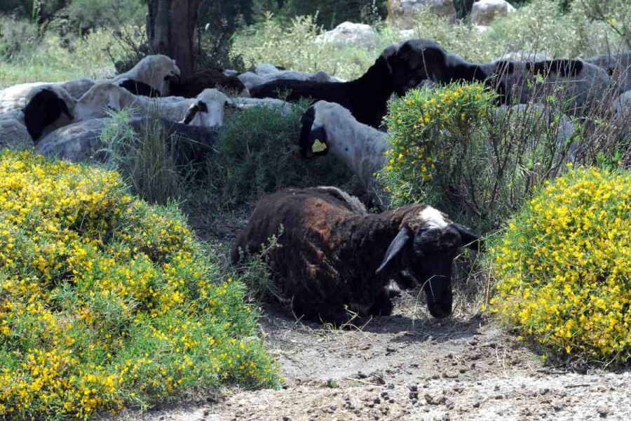 Μυτιλήνη: Νέα κινητοποίηση για τον αφθώδη πυρετό αύριο - Κλειστά τα καταστήματα της πόλης