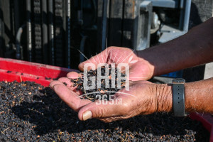 Ηλεία: Ξεκίνησε η παραλαβή κορινθιακής σταφίδας από την Ομάδα Παραγωγών Αμαλιάδας – Προϊόν σε άριστη ποιότητα αλλά λίγο...