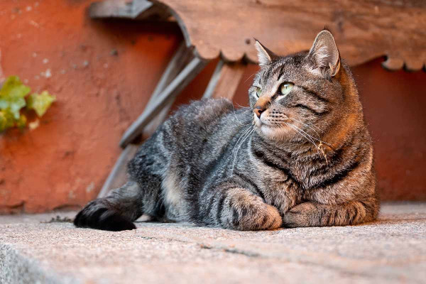 Τι πρέπει να τρώει μια ηλικιωμένη γάτα και τι απαγορεύεται