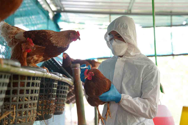Συναγερμός από τους επιστήμονες για τη γρίπη των πτηνών - Μπορεί να προκαλέσει πανδημία χειρότερη της COVID-19