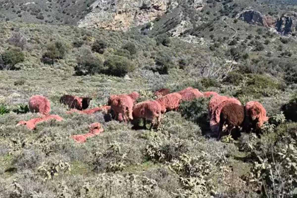 Απίστευτο κι όμως… κρητικό: Κτηνοτρόφος έβαψε κόκκινα τα πρόβατά του για να αποφύγει κλοπές (video)