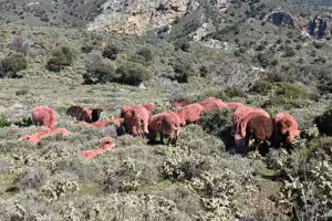 Απίστευτο κι όμως… κρητικό: Κτηνοτρόφος έβαψε κόκκινα τα πρόβατά του για να αποφύγει κλοπές (video)