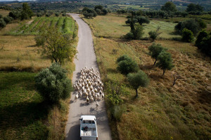 Κρίσιμος ο ρόλος των κτηνοτρόφων στην αποκατάσταση της γης