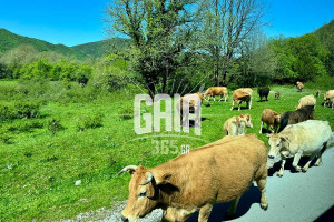 Μεσσηνία: Ξεκίνησε ο εμβολιασμός ζώων στην Τριφυλία - Υπό έλεγχο τα κρούσματα άνθρακα σε βοοειδή