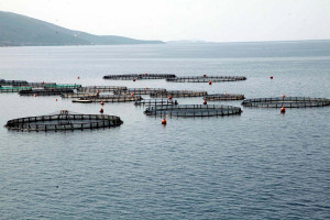 Με "Focus" στην αλιεία η συνάντηση των μελών επιτροπής του Ευρωκοινοβουλίου και του δημάρχου Θεσσαλονίκης