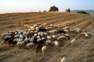 FAO: Παγκόσμιο σχέδιο για βιώσιμη κτηνοτροφία