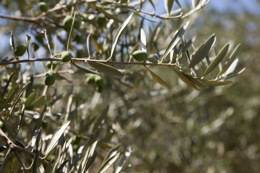 Μεσσηνία: Σε απόλυτο αδιέξοδο η ελαιοπαραγωγή - Χαμηλές τιμές, μικρή ζήτηση και αναμονή για μεγάλη παραγωγή