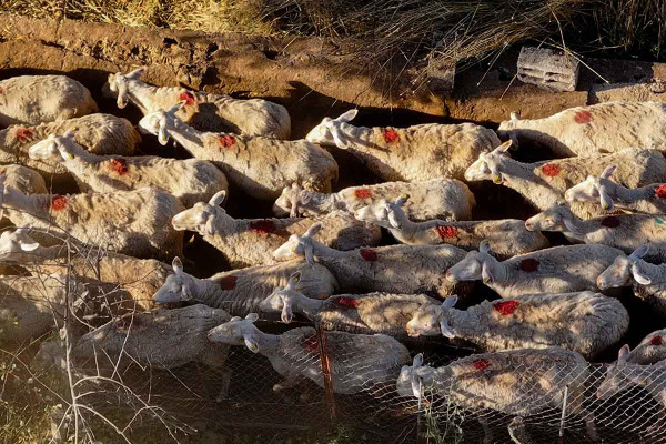 Αφθώδης πυρετός: Πότε θα καταβληθούν οι αποζημιώσεις στους κτηνοτρόφους