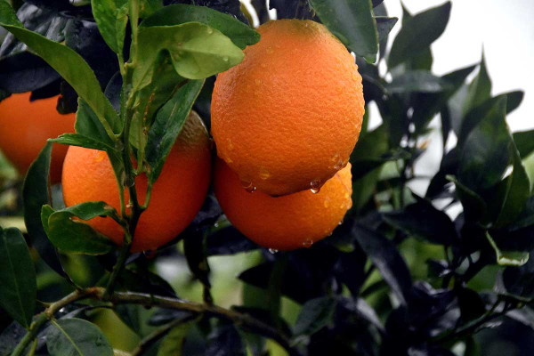 Γιατί τα πορτοκάλια πωλούνται σχεδόν πάντα μέσα σε κοκκινωπό ή πορτοκαλί διχτάκι