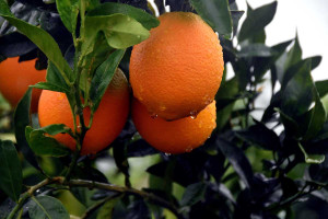 Γιατί τα πορτοκάλια πωλούνται σχεδόν πάντα μέσα σε κοκκινωπό ή πορτοκαλί διχτάκι