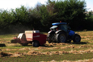 «Μας αδίκησαν και πάλι» – Ξεχειλίζει η οργή των παραγωγών μηδικής στην Ηλεία για τον αποκλεισμό από τα de minimis
