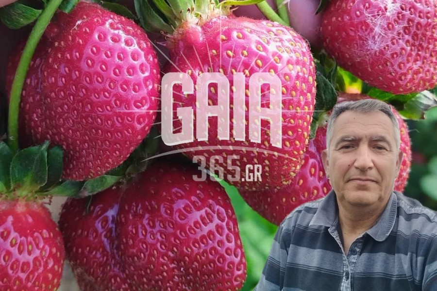 Ο παραγωγός από την Βάρδα που κέρδισε γνωστούς σεφ και κοινό στην Αθήνα