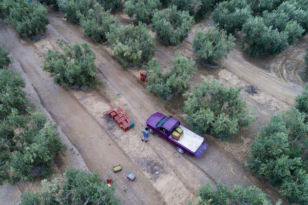 Το αβοκάντο ριζώνει στην Κρήτη: Πάνω από 15.000 στρέμματα καλλιεργειών στο νησί