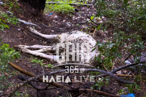 Επιτάλιο: Ακόμα τρία πρόβατα νεκρά, πεταμένα σε δασική έκταση - Βρέθηκαν και άλλα σε κανάλι στην Αγκινάρα