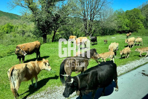 Βόειο κρέας: Καλπάζουν οι τιμές – Φόβοι για αύξηση στα 20 ευρώ/κιλό
