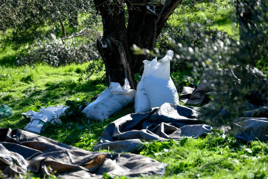 Διαθέσιμη η ζωντανή διαδικτυακή μετάδοση του συνεδρίου «Ελαιοκομικός Τομέας: Προβλήματα &amp; Προοπτικές»