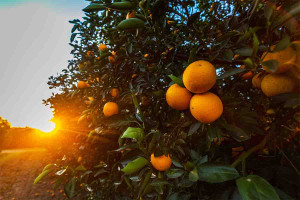 Εξαγωγές: Απειλούνται τα ελληνικά πορτοκάλια από τις αιγυπτιακές εισαγωγές
