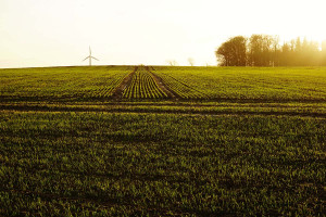 Για βιώσιμη γεωργία, φυτά που παράγουν το δικό τους λίπασμα