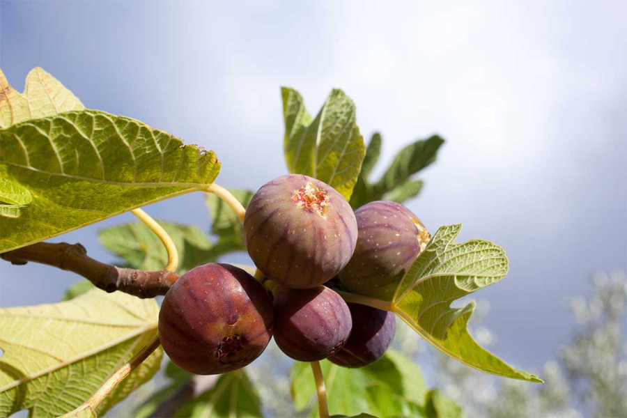 Πέντε λόγοι που τα σύκα είναι το superfood του καλοκαιριού