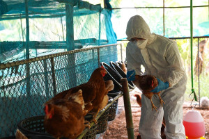 Η Ευρώπη κλείνει τα πουλερικά στα κοτέτσια καθώς η γρίπη των πτηνών επιστρέφει
