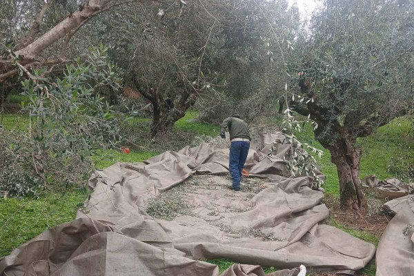 Ολόφρεσκο ελαιόλαδο για τους οικονομικά ασθενέστερους, από τον Δήμο Ανδρίτσαινας-Κρεστένων