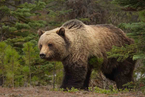 Δράμα: Συγκλονιστικό βίντεο από την επίθεση αρκούδας στον ορειβάτη - Η στιγμή που πέφτει στον γκρεμό