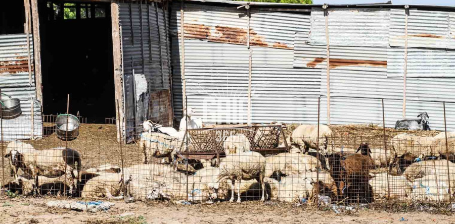 Σε απόγνωση λόγω ευλογιάς και ΟΠΕΚΕΠΕ αγρότες και κτηνοτρόφοι – Έρχονται κινητοποιήσεις