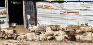 Σε απόγνωση λόγω ευλογιάς και ΟΠΕΚΕΠΕ αγρότες και κτηνοτρόφοι – Έρχονται κινητοποιήσεις