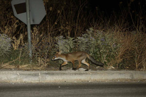 Έναρξη της 23ης Αντιλυσσικής Εμβολιαστικής Εκστρατείας των Κόκκινων Αλεπούδων