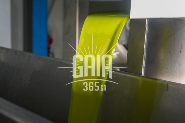 Κρήτη: Μείωση στην παραγωγή ελαιολάδου – Ο δάκος «ανέβασε» την οξύτητα