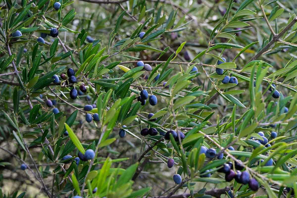 Έχει σημασία η θωράκιση της ελιάς στην ανθοφορία, ο ρόλος των βιοδιεγερτών